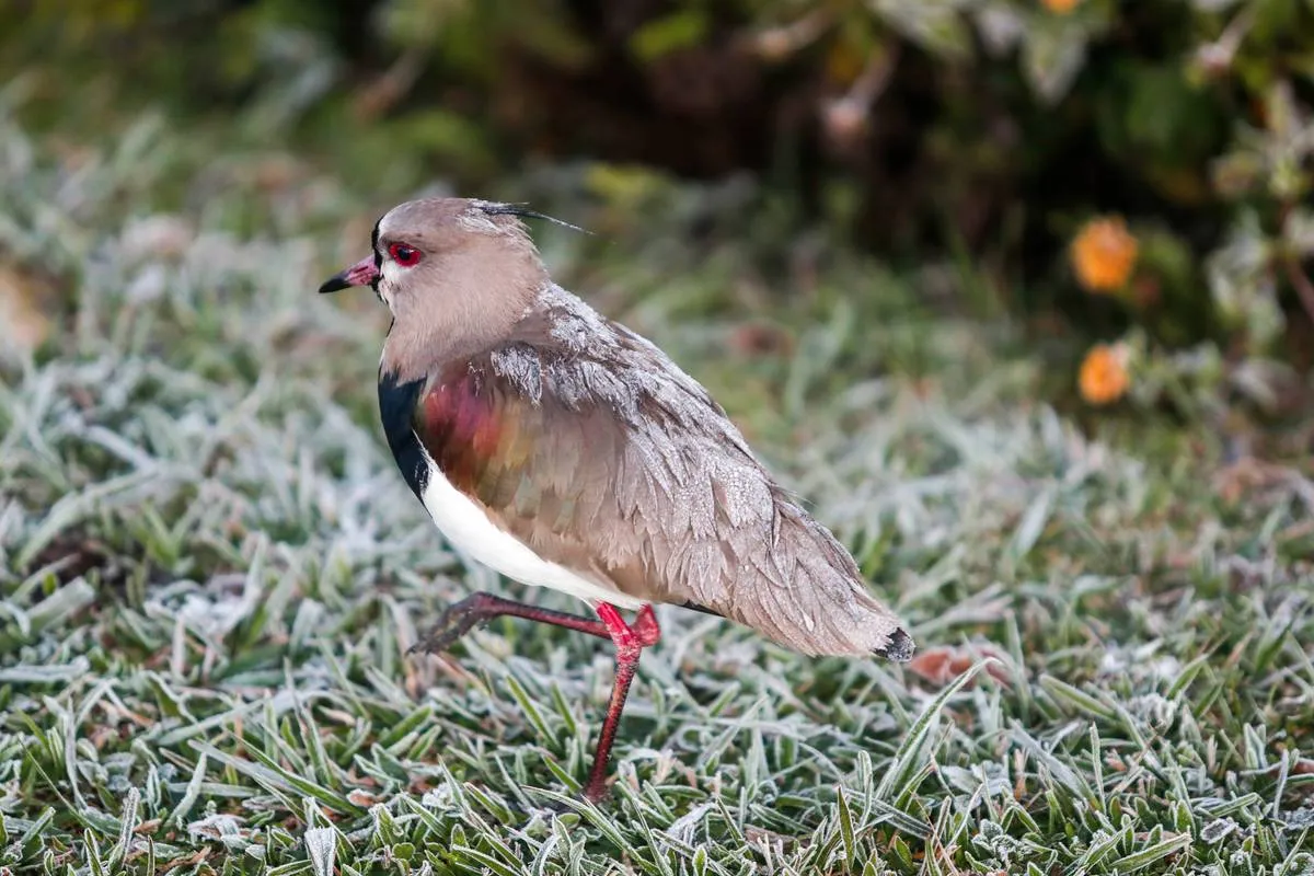 Imagem mostra um passarinho quero-quero em um gramado congelado pela geada.