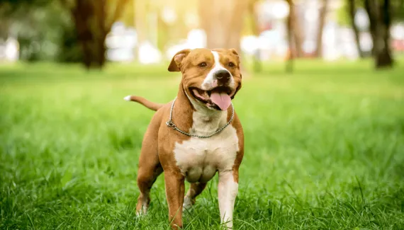 American staffordshire terrier: conheça as características do cachorro dessa raça