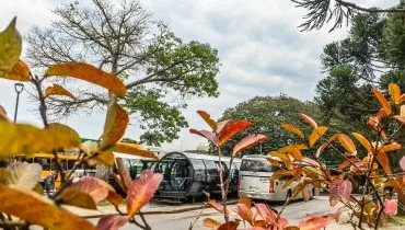 Ibama multa Prefeitura de Curitiba em meio milhão por corte de árvores na Arthur Bernardes