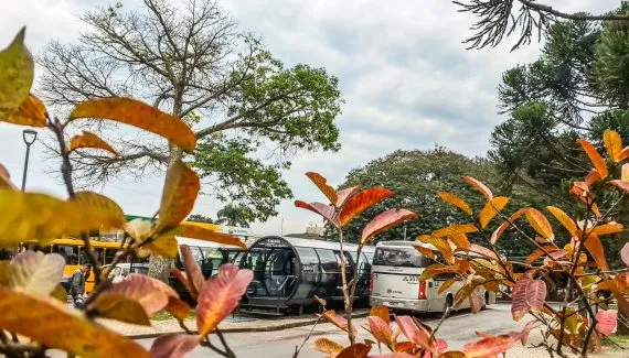 Ibama multa Prefeitura de Curitiba em meio milhão por corte de árvores na Arthur Bernardes
