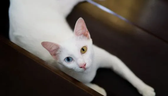 Gatos asiáticos: 7 raças que conquistaram o mundo 