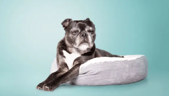 Terceira idade canina: 7 mudanças comportamentais de cachorros idosos 