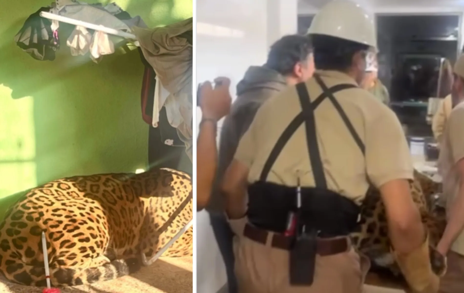 Onça-pintada de 75 kg é capturada em área residencial de Foz do Iguaçu.