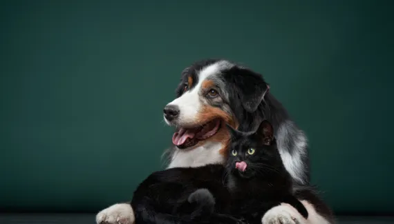 8 mitos ultrapassados que podem prejudicar a saúde do seu animal de estimação 
