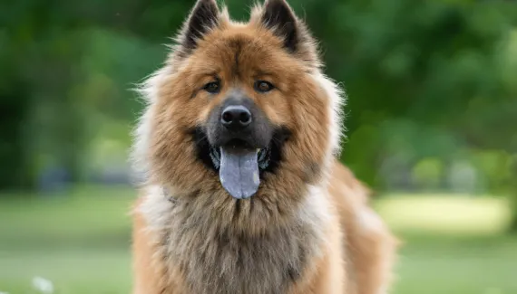 4 raças de cachorro com a língua azul 