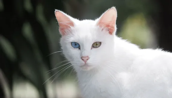 5 raças de gato originárias da Tailândia