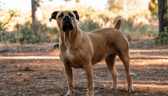 Boerboel: conheça as características do cachorro dessa raça 