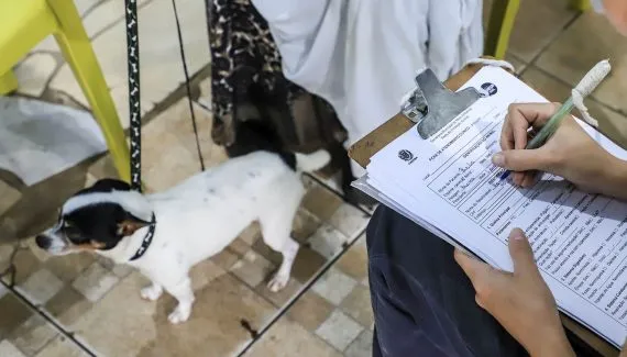 Prefeitura abre cerca de 2 mil vagas para castração gratuita de cães e gatos