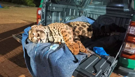 Após ser filmada dentro de empresa, onça-pintada é capturada no Norte do Paraná