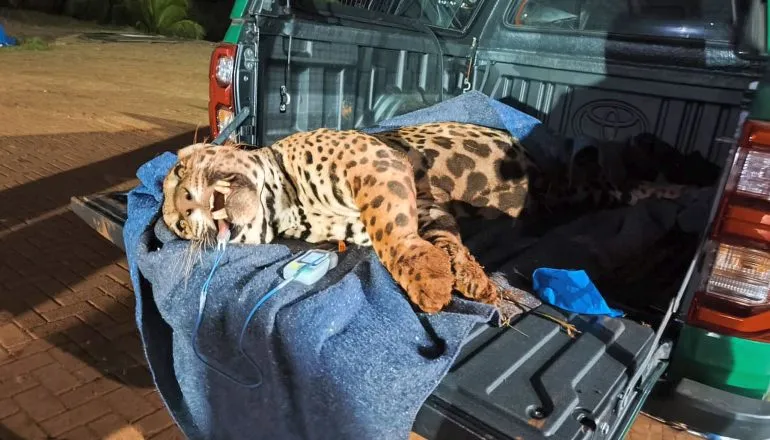 Após ser filmada dentro de empresa, onça-pintada é capturada no Norte do Paraná