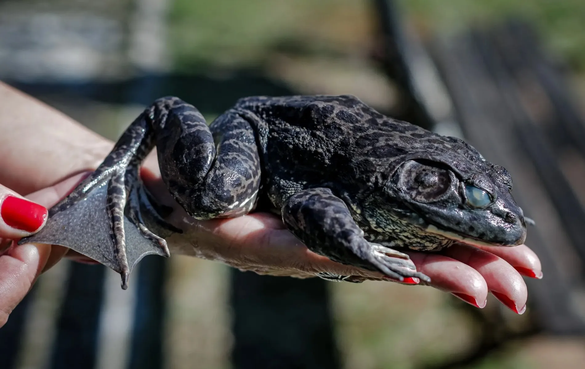 A rã‑touro é uma espécie exótica invasora de origem norte‑americana.