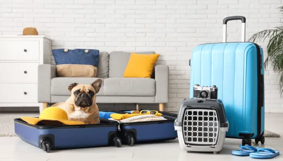 Férias com pets: 6 dicas para preparar o seu cão para viajar com segurança 