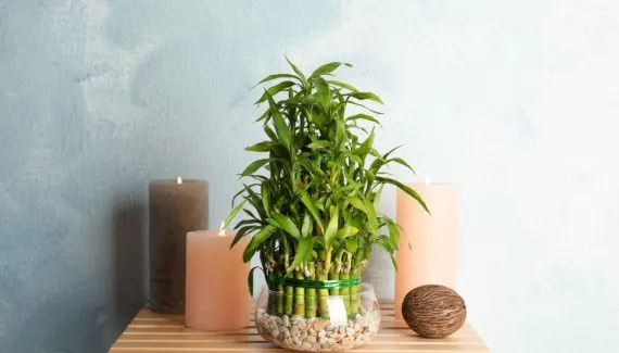 Bambu-da-sorte: saiba como utilizar a planta para atrair boas energias