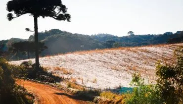 Imagem mostra um cenário de campo, com um pinheiro ao lado esquerdo, montanhas ao fundo e geada na plantação. A imagem tem ainda uma estrada de terra bem no canto inferior esquerdo.