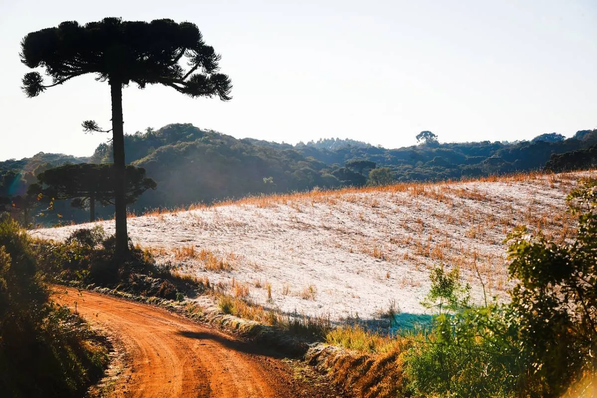 Imagem mostra um cenário de campo, com um pinheiro ao lado esquerdo, montanhas ao fundo e geada na plantação. A imagem tem ainda uma estrada de terra bem no canto inferior esquerdo.