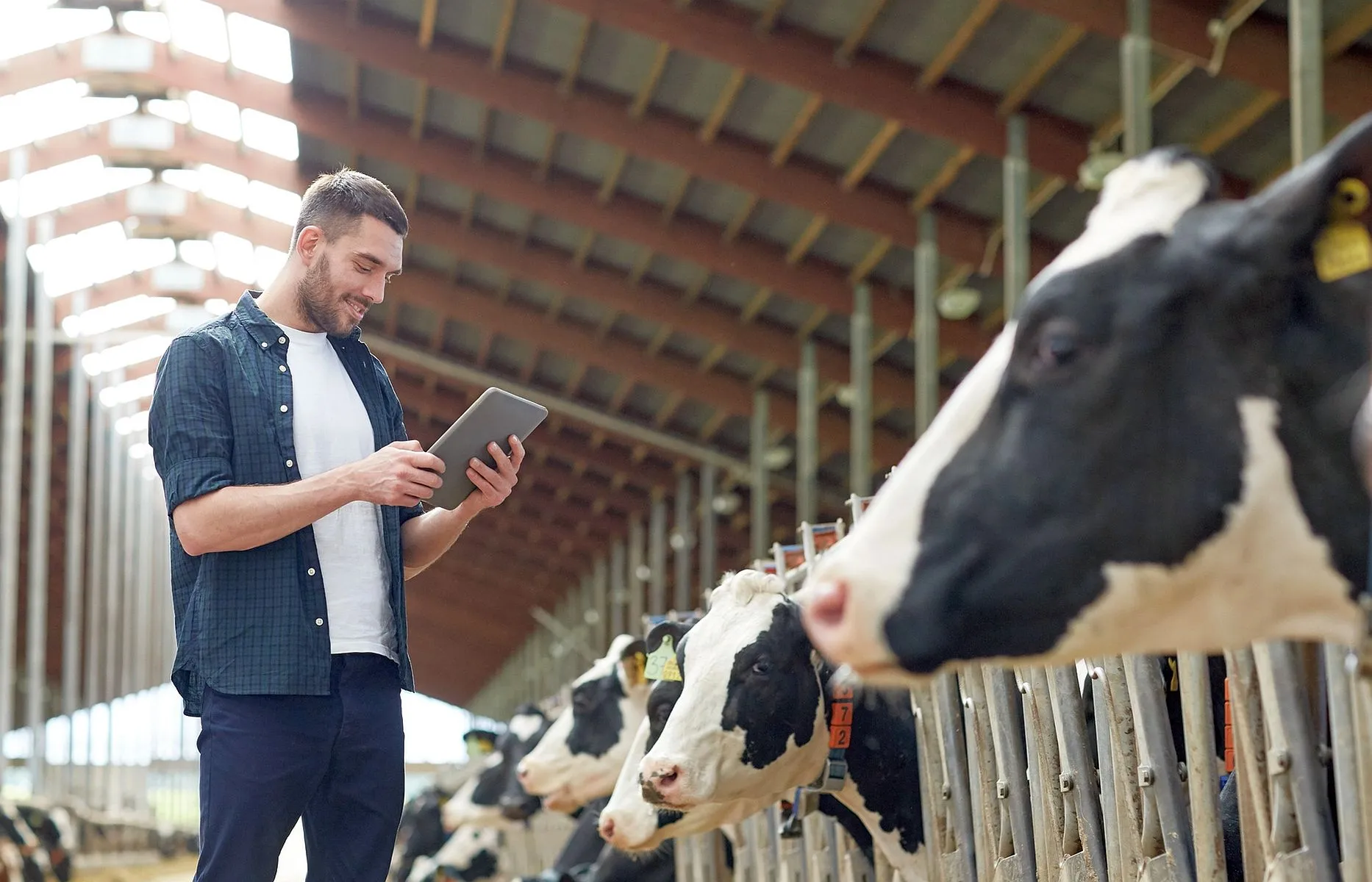 Imagem mostra homem com um tablet na mão e várias vacas enfileiradas em um galpão