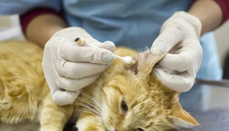 Curitiba pode criar Samu-PET para atender animais de famílias de baixa renda