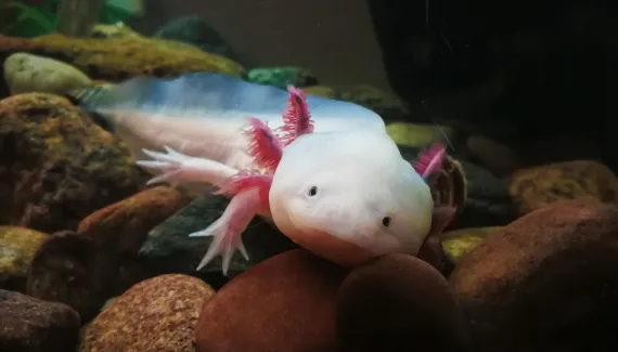 Axolote: 7 curiosidades sobre esse anfíbio