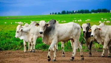 Imagem mostra rebanho de gado num campo verde, com céu nublado