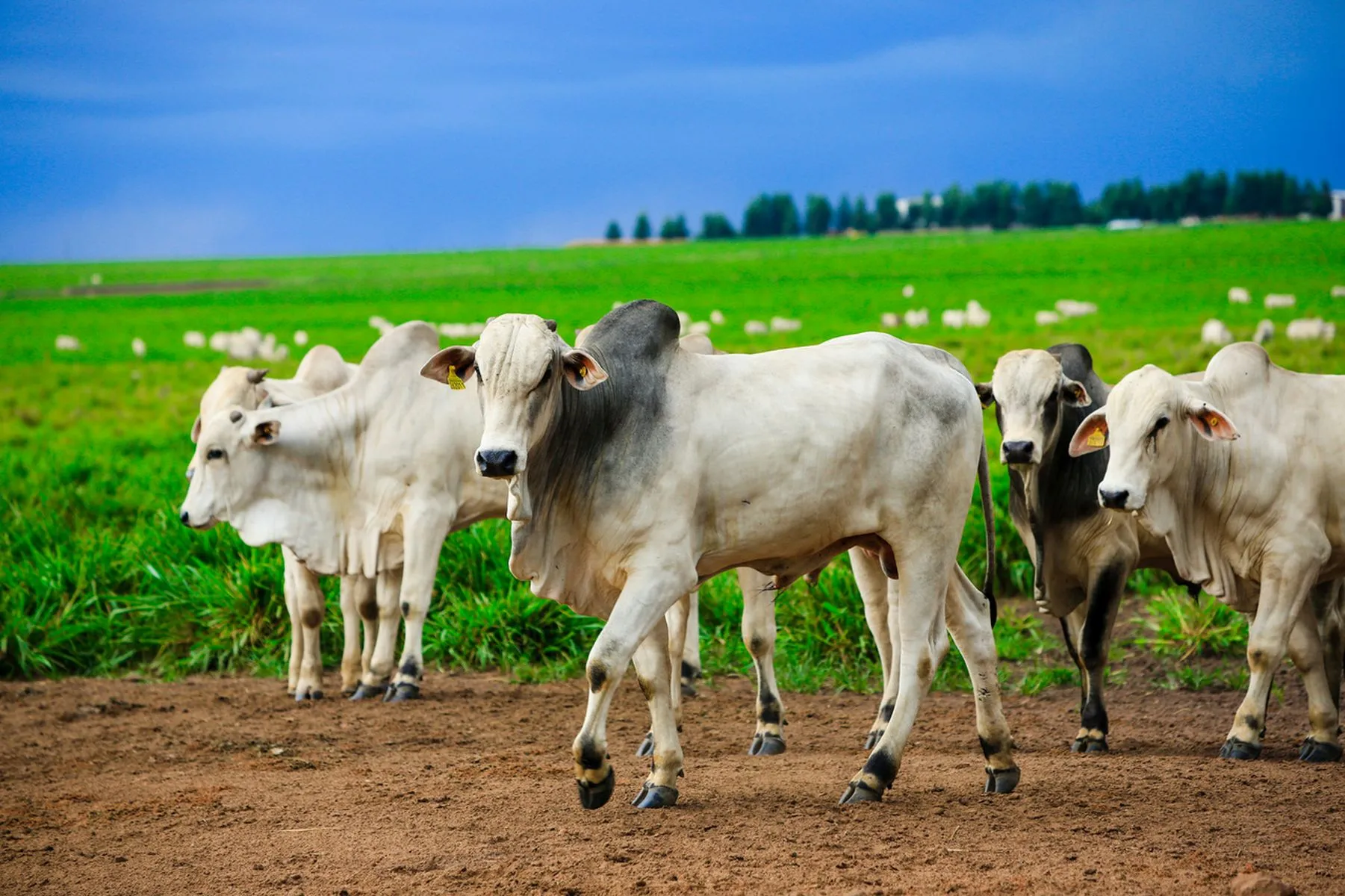 Imagem mostra rebanho de gado num campo verde, com céu nublado