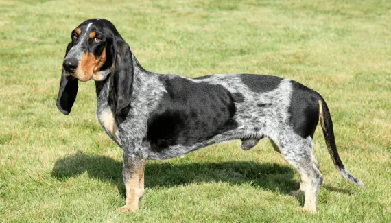 Basset azul da Gasconha: conheça as características do cachorro dessa raça