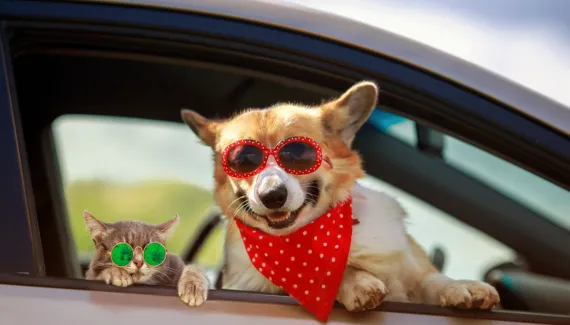 Mês das férias: 10 dicas para garantir o bem-estar dos animais 