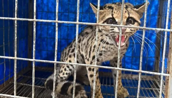 Felino ameaçado de extinção é encontrado em garagem de condomínio em Maringá