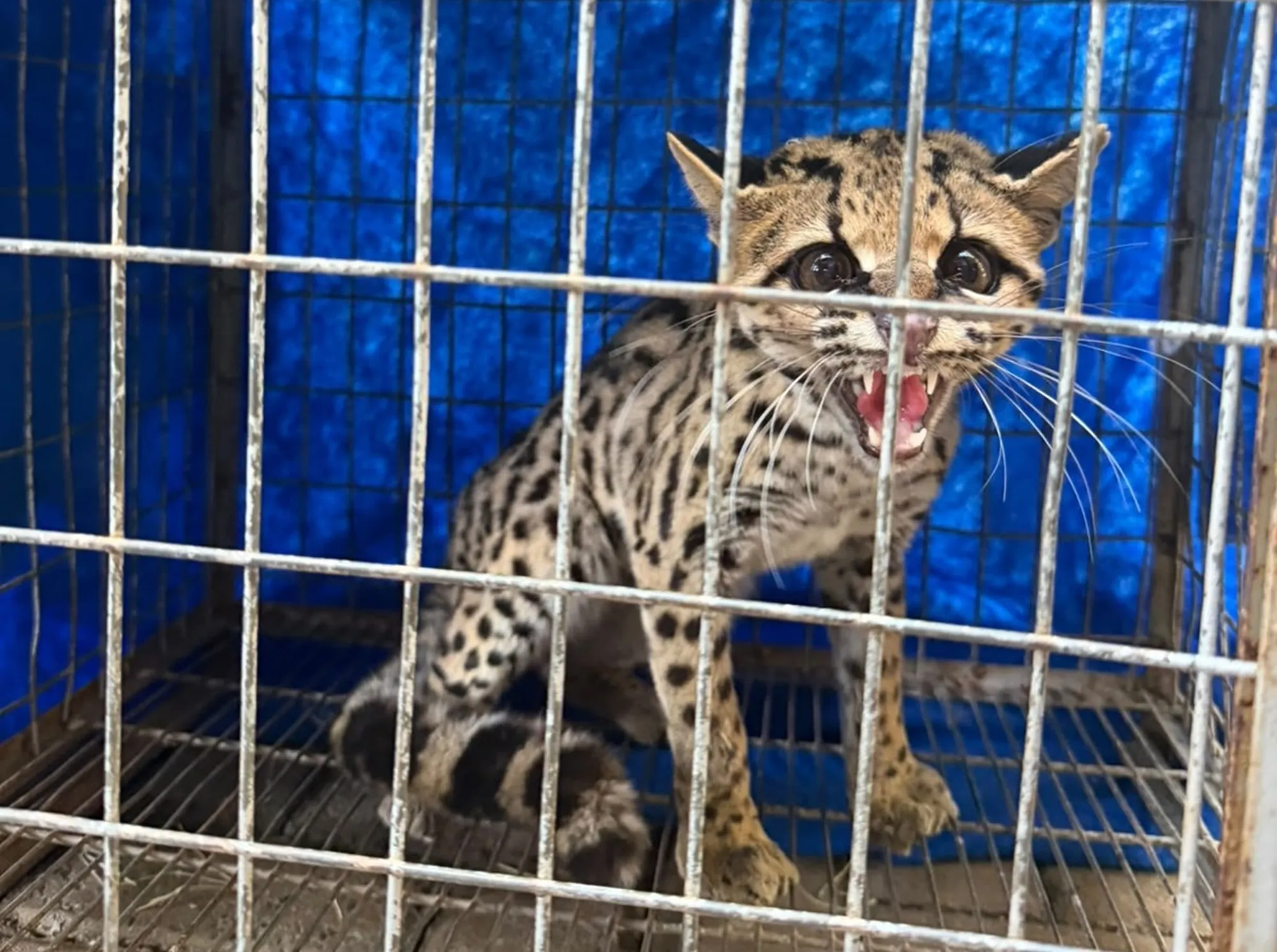 Gato-maracajá é resgatado dentro de condomínio no Norte do Paraná