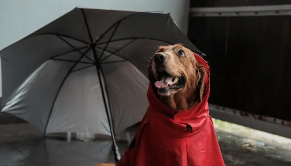The Umbrella Academy: 10 nomes para cachorro inspirados nos personagens 