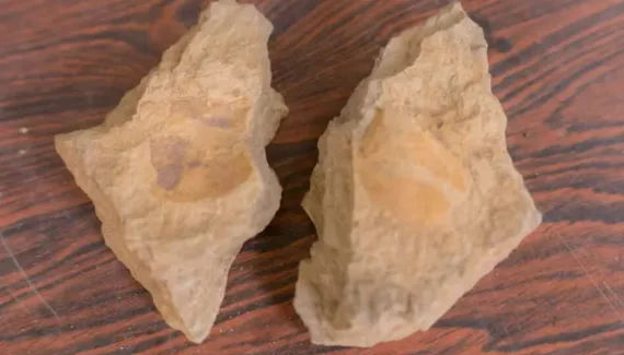 Fóssil de 400 milhões de anos no Paraná revela espécie que viveu antes dos dinossauros