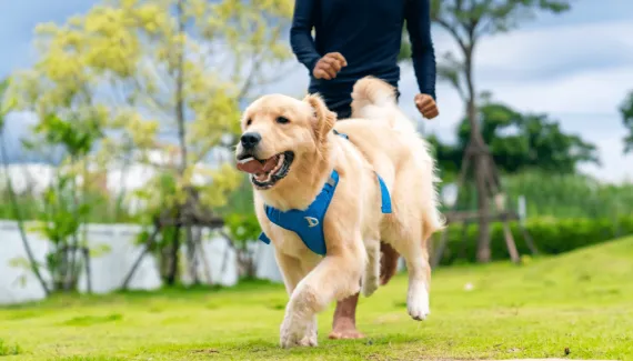 8 dicas para saber se o seu cachorro está saudável 
