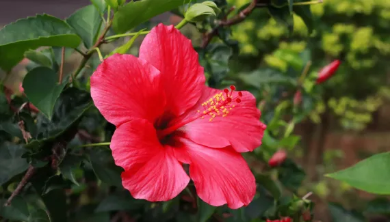 Hibisco e rosa vermelha: saiba como essas flores podem ser poderosas para o amor-próprio