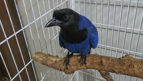 Ave símbolo do Paraná, gralha-azul ganha novo lar no Passeio Público