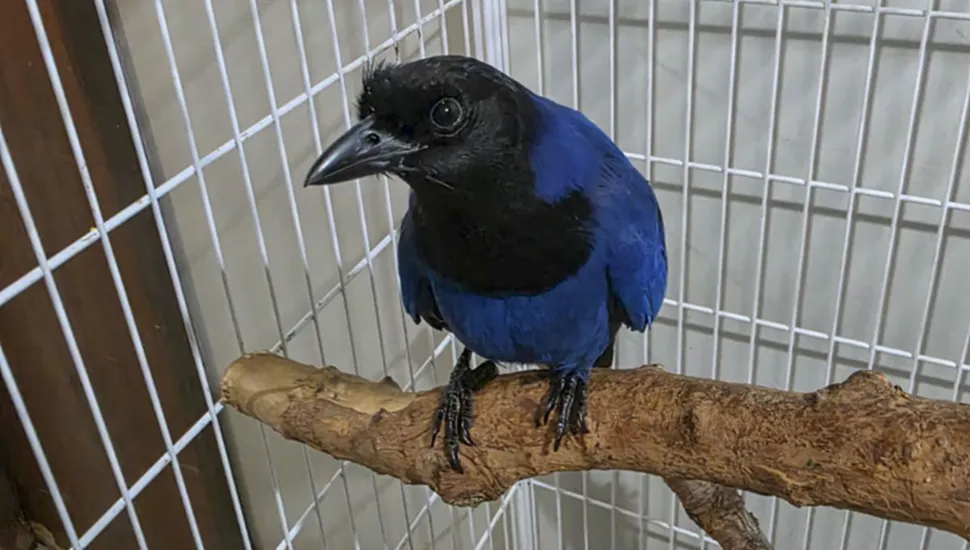 Resgatada em escola de Paranaguá, gralha-azul ganha novo lar em Curitiba