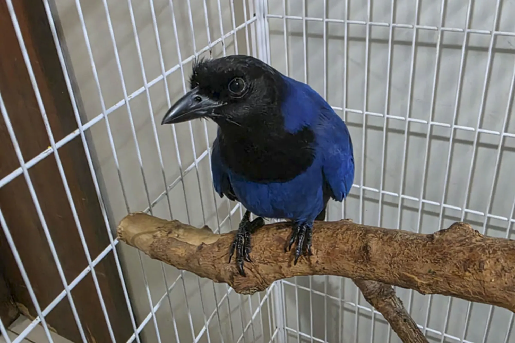 Resgatada em escola de Paranaguá, gralha-azul ganha novo lar em Curitiba