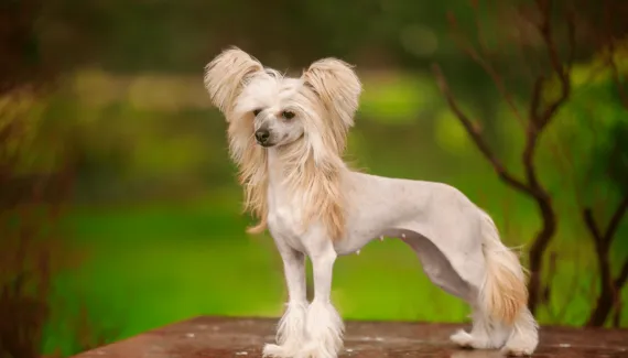 Cachorros chineses: 6 raças originárias da China