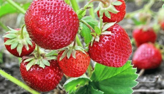 Morango faz bem à saúde? Veja 7 benefícios e maneiras criativas de consumir a fruta