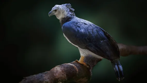Gavião-real: 8 curiosidades sobre uma das maiores aves de rapina das Américas 