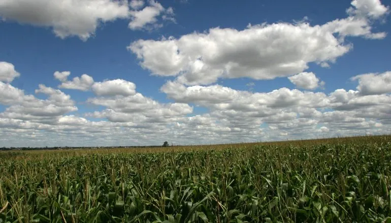 Chuvas atrasam colheita do milho e afetam lavouras de trigo no Paraná
