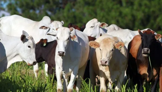 Paraná cria acervo que pode salvar toda a carne brasileira em 72 horas