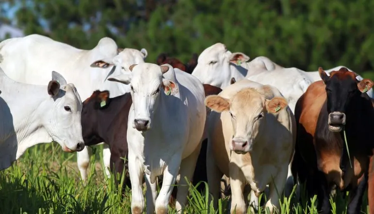 Paraná cria acervo que pode salvar toda a carne brasileira em 72 horas
