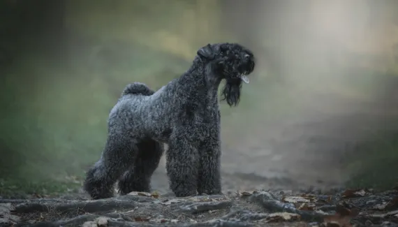 Kerry blue terrier: conheça características do cachorro dessa raça 