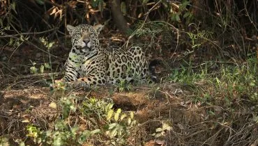 iat monitora regiões da lapa após morte de animais. Suspeita é de onça no local