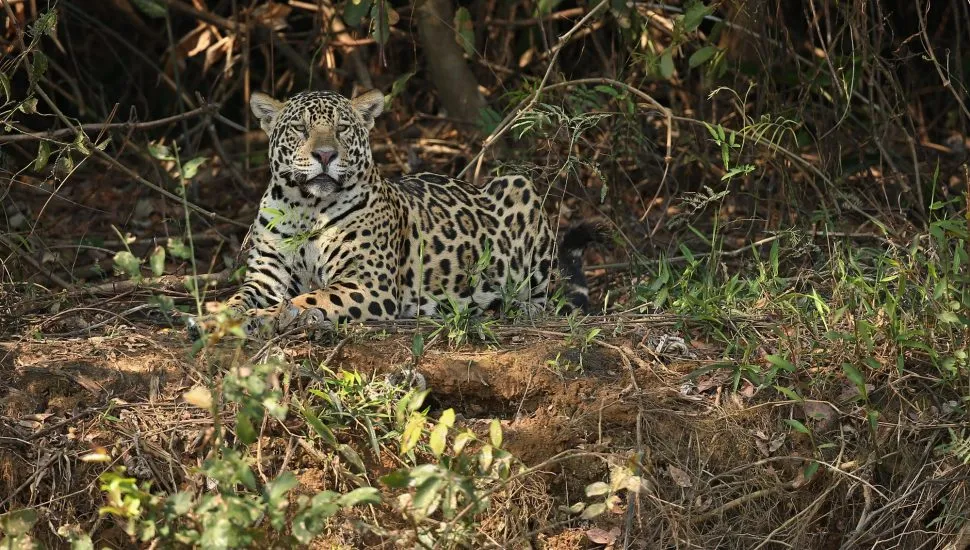 iat monitora regiões da lapa após morte de animais. Suspeita é de onça no local