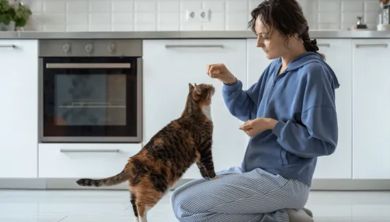 8 dicas para saber se o seu gato está saudável 