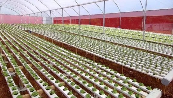 Drone no lugar da enxada: tecnologia ajuda a manter a agricultura familiar na Grande Curitiba