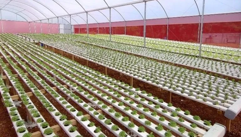 Drone no lugar da enxada: tecnologia ajuda a manter a agricultura familiar na Grande Curitiba