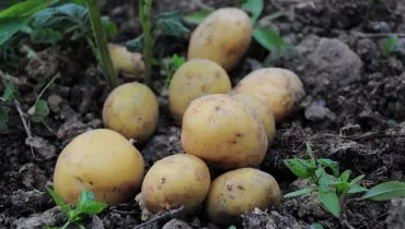 O clima é apontado como uma das principais preocupações para a safra que começa a ser plantada entre agosto e setembro.
