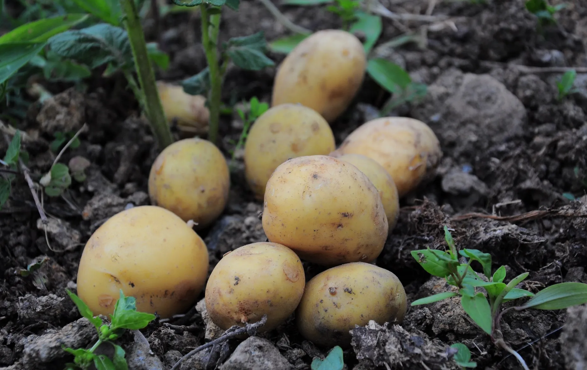 O clima é apontado como uma das principais preocupações para a safra que começa a ser plantada entre agosto e setembro.