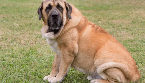 Mastim espanhol: conheça as características do cachorro dessa raça